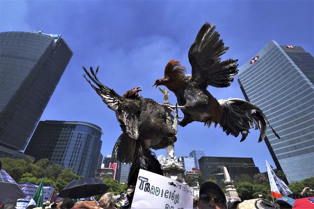 Stuffed fighting cocks are displayed by breeders as they march against proposed laws to ban cockfighting, bullfighting, and other animal blood sports, saying that the ban will affect their cultural traditions and their economy in what they say are traditional Mexican events, at the Angel de la Independencia, in Mexico City, Thursday, July 13, 2023. (Photo by Marco Ugarte/AP Photo)