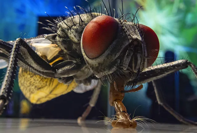 A visitor walks behind a giant 3d object of an common housefly by Julia Stoess during a press preview at the Leipzig asisi Panometer in Leipzig, Germany, Friday, January 31, 2020. The new three-dimensional objects, plants and animal specimens and oversized insect models are part of the monumental panoramic picture 'Carola's Garden - A Return to Paradise' of artist Yadegar Asisi. From the perspective of an insect, the work shows an allotment garden with huge flowers, wild and agricultural plants, birds and insects enlarged a hundred times. (Photo by Jens Meyer/AP Photo)