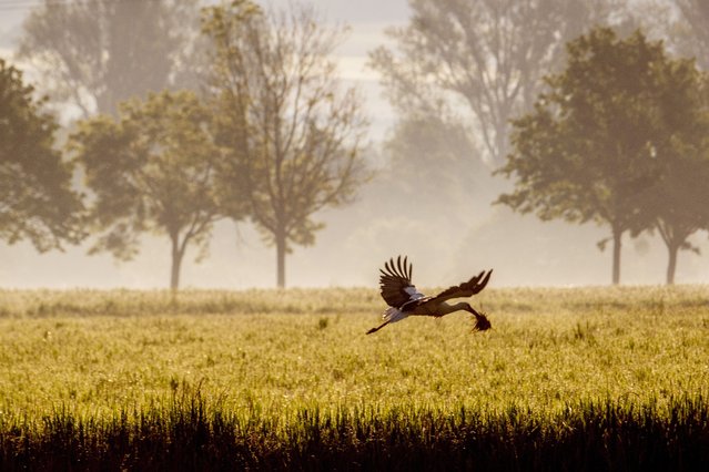 A stork flies over a field on the outskirts of Frankfurt, Germany, on a misty Thursday morning, May 23, 2024. (Photo by Michael Probst/AP Photo)