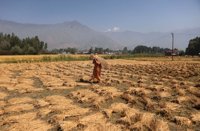 A Kashmiri female farmer works in a paddy during rice harvest on the outskirts of Srinagar, the summer capital of Indian Kashmir, 03 October 2024. The autumn season marks the paddy harvesting period in Indian Kashmir. (Photo by Farooq Khan/EPA)