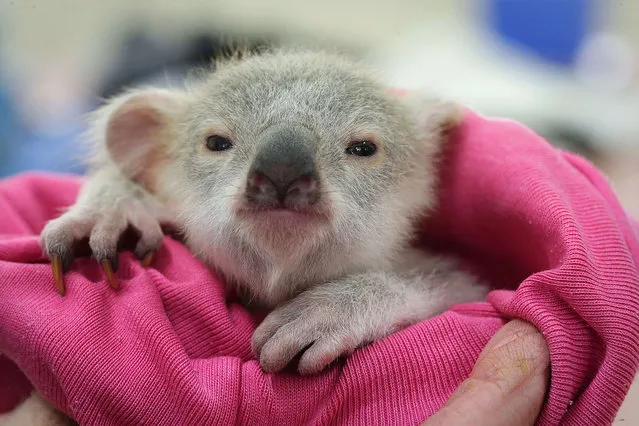 An adorable baby koala is seen enjoying a snooze after a traumatic start to life. The baby koala, nicknamed “Blondie Bumstead”, is being cared for by a volunteer from the Ipswich Koala protection society in Queensland after her mother was killed by a dog. Blondie, who was named for her light fur, was given just a 50-50 chance of pulling through after the attack. (Photo by Jamie Hanson/Newspix/REX Features)