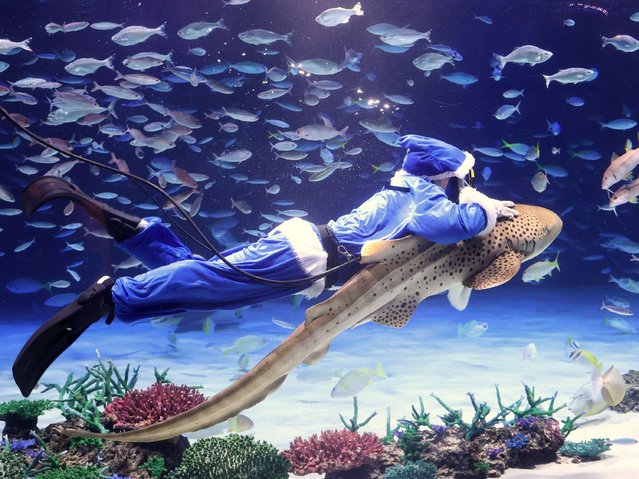 A diver in blue Santra costume holding a zebra shark swims in a large fish tank with fish for a press preview of the Christmas event at the Sunshine aquarium in Tokyo on Tuesday, December 10, 2024. The aquarium will have special events with blue Santa diver on 21, 22, Christmas eve and Christmas Day. (Photo by Yoshio Tsunoda/AFLO/Alamy Live News)