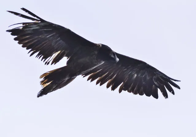 In this July 19, 2016, image provided by the Romanian Ornithological Society, a rare bearded vulture flies near Baia-Mare, Romania, the first time the rare bone-eating bird has been spotted here in more than 80 years. The bird, called Adonis, was born in captivity in the Czech Republic in 2014, in a European breeding program. (Photo by Sebastian Bugariu/Romanian Ornithological Society via AP Photo)