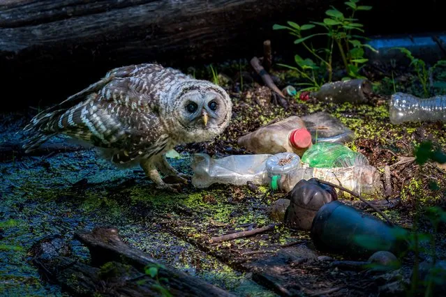 Urban birds category, bronze award winner. Barred owl (Strix varia). Hillsboro, Oregon, US. (Photo by Kerry Wu/Bird Photographer of the Year 2022)