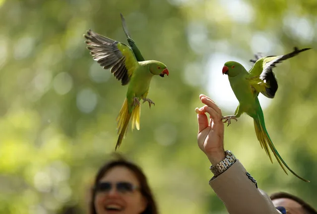 A man feeds parakeets in St James Park as the spread of the coronavirus disease (COVID-19) continues, London, Britain, April 22, 2020. (Photo by John Sibley/Reuters)