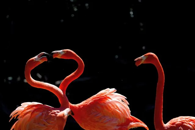 Caribbean flamingos interact with each other at the Maryland Zoo during the Association of Zoos and Aquariums Annual Conference, Thursday, September 1, 2022, in Baltimore. (Photo by Julio Cortez/AP Photo)
