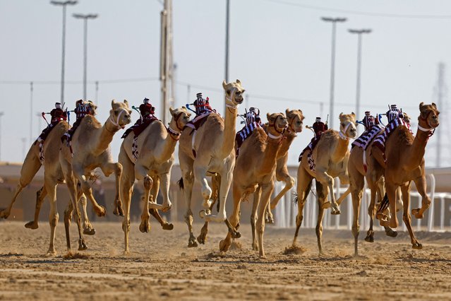 Camels equipped with robot jockeys race during an event organised by the Qatar Camel Racing Organising Committee in Al-Shahaniya, about 40km west of Doha, on January 22, 2025. (Photo by Karim Jaafar/AFP Photo)
