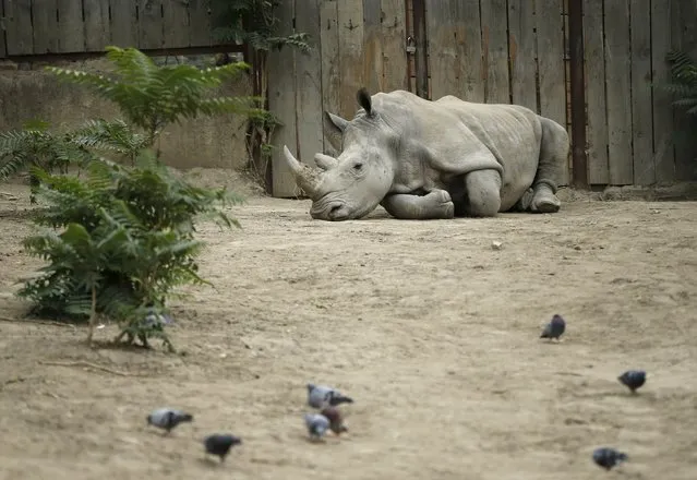 A rhinoceros lies inside its enclosure at the zoo in Tbilisi, Georgia, September 13, 2015. (Photo by David Mdzinarishvili/Reuters)