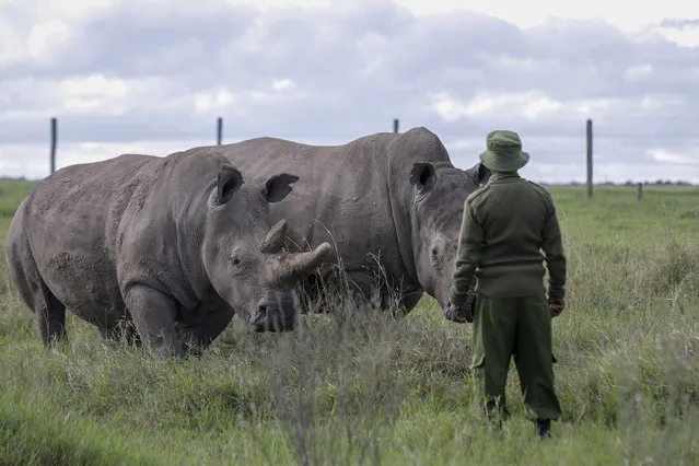 In this photo taken Friday, May 1, 2020, a ranger observes the last remaining two northern white rhinos Fatu, left, and Najin, right, at the Ol Pejeta conservancy in Kenya. The COVID-19 pandemic has brought a new alertness to anti-poaching patrols in Africa, and a new fear: With no tourist revenue coming in poachers might try to take advantage and protecting endangered wildlife has become that much more challenging. (Photo by Khalil Senosi/AP Photo)