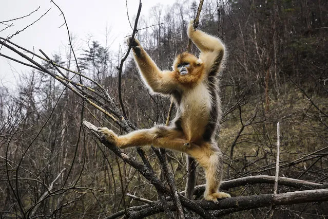 Golden snub-nosed monkeys plays at Shennongjia on November 22, 2017, Hubei province, China. Golden snub-nosed monkeys are distinguished by their bright fur, graceful movements and gentle nature. They were once widely distributed throughout China but have retreated to high mountains because of changes in the environment. Shennongjia, with mountains, thick forests and abundant rainfall that nurture diverse foods for animals, is an important habitat for the golden snub-nosed monkeys. Wild snub-nosed monkeys were first spotted there in the 1980s.Over the years, the number of the snub-nosed monkey population in the reserve has risen from about 500 in the mid-80s to more than 1,300 now. (Photo by Wang He/Getty Images)