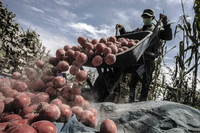 A villager harvests tomatoes covered in ashes from the eruption of Mount Sinabung at Namanteran village in Karo district of North Sumatra province on August 26, 2016. Indonesia, which sits on a belt of seismic activity running around the basin of the Pacific Ocean, is home to around 130 active volcanoes. Eruptions regularly disrupt air travel around the archipelago. (Photo by Y.T. Haryono/AFP Photo)