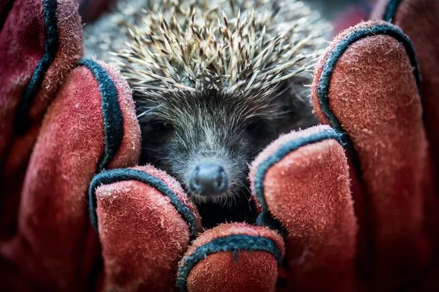 A recovered hedgehog before its release near Kecskemet, 85 kms southeast of Budapest, Hungary, 24 August 2016. Some forty previously injured and rehabilitated animals belonging to protected species were released into the wild as a result of the joint efforts of Kecskemet Zoo and Kiskunsag National Park. (Photo by Sandor Ujvari/EPA)