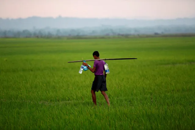A man carries bottled water as he walks through a paddy field in Teknaf, Bangladesh, September 3, 2017. (Photo by Mohammad Ponir Hossain/Reuters)