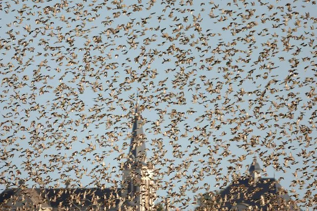 A flock of starlings fills the sky in the village of Val-de-Vesle near Reims, France on November 2, 2022. (Photo by Pascal Rossignol/Reuters)
