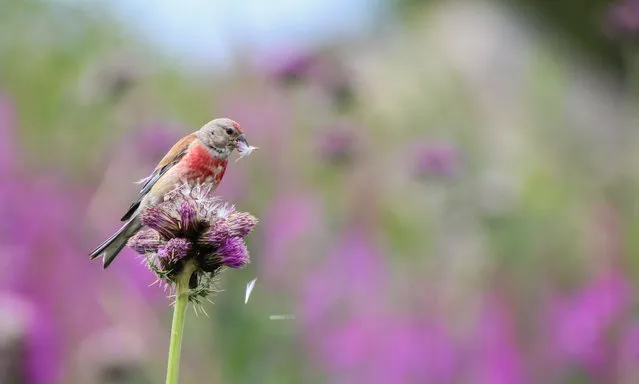 Thistle-plucker by Isaac Aylward, UK. Isaac composed this alpine-meadow tableau with the sea of soft purple knapweed behind, accentuating the clashing red of the linnet’s plumage. He was determined to keep pace with the linnet that he spotted while hiking in Bulgaria’s Rila Mountains, finally catching up with the tiny bird when it settled to feed on a thistle flowerhead. From the florets that were ripening, it pulled out the little seed parachutes one by one, deftly nipped off the seeds and discarded the feathery down. (Photo by Isaac Aylward/2016 Wildlife Photographer of the Year)