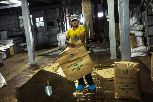 A worker prepares to pack tea into bags at the packing section of the Makaibari Tea Estate factory in Kurseong, West Bengal, India, on Monday, September 8, 2014. (Photo by Sanjit Das/Bloomberg)