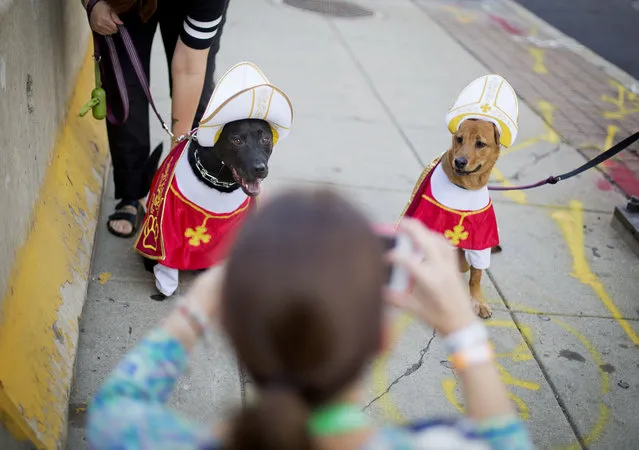 Bellatrix, left, and Addie, right, have their picture taken by pedestrians as they are walked outside the Pennsylvania Convention Center, host of the World Meeting of Families conference, Friday, September 25, 2015, in Philadelphia. Pope Francis wraps up his U.S. visit this weekend in Philadelphia, where he speaks in front of Independence Hall and celebrates Mass on the Benjamin Franklin Parkway to close out a big rally on Catholic families. (Photo by David Goldman/AP Photo)