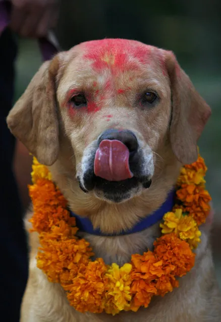 A Nepalese police dog with vermillion on the forehead and garland in his neck licks his lips during the Tihar festival at a police kennel division in Katmandu, Nepal, Saturday, October 17, 2009. Nepalese are marking the five-day long festival of Tihar, and celebrations today were dedicated to the worship of dogs. (Photo by Gemunu Amarasinghe/AP Photo)