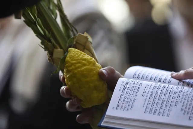 A Jewish worshipper holds the Four Species, used in rituals for the holiday of Sukkot which began last week, before the recitation of the priestly blessing at the Western Wall in Jerusalem's Old City September 30, 2015. (Photo by Ronen Zvulun/Reuters)