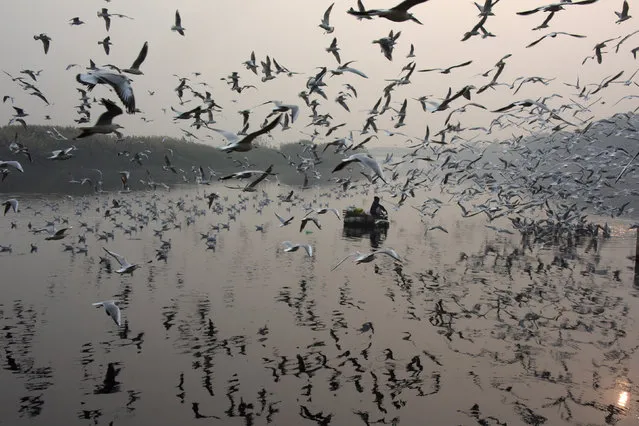 An Indian man feeds seagulls on the Yamuna River in New Delhi on November 15, 2017. (Photo by Dominique Faget/AFP Photo)