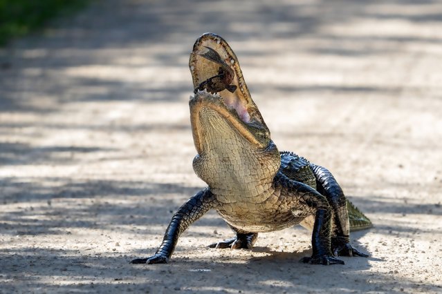 An alligator devours a fish carcass he stole from a raven in Big Cypress National Preserve in Florida on November 24, 2022. The Big Cypress Swamp is a freshwater swampland located near the Everglades National Park. (Photo by Ronen Tivony/SOPA Images/Rex Features/Shutterstock)