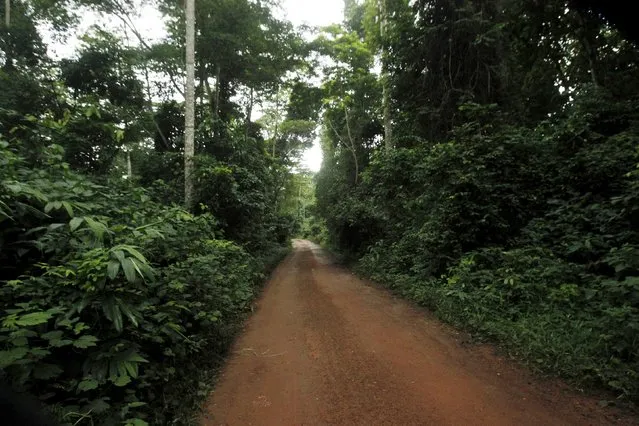 A view of an entrance to the protected Gouin-Debe forest in Blolequin department, western Ivory Coast August 17, 2015. (Photo by Luc Gnago/Reuters)