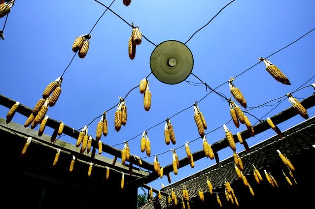 Corn hangs to dry at the bed and breakfast outside Beijing near the “wild wall”. (Photo by Mark Edelson/The Palm Beach Post)