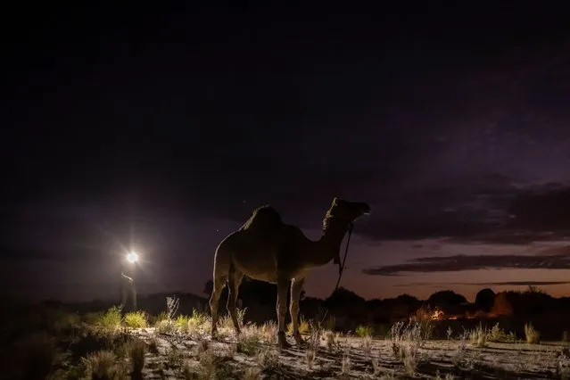 One Sophie Matterson's Camels is lit by her head torch as camp is made for the night on May 21, 2021 near Oodnadatta, Australia. Sophie Matterson, 32, is on a 5,000km journey – walking with five camels coast to coast from Australia's western-most point in Shark Bay, Western Australia, to its eastern-most point in Byron Bay, New South Wales. (Photo by Brook Mitchell/Getty Images)