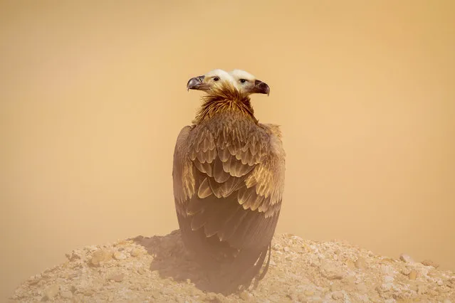 “Double head vulture”. On the day of windy days during raptors migration some people in my country start to catch these tired raptors, so in this day we go to photograph some raptors and we saw these tow tired vultures, so we start to drag them away from the hunters until they reach a good hidden place, to make them safe until they start a new journey. Photo location: Kuwait. (Photo and caption by Mohd Khorshed/National Geographic Photo Contest)