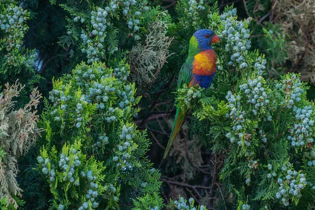 Australian rainbow lorikeet (Trichoglossus moluccanus) perched on a tree in Adelaide, South Australia on December 21, 2022. (Photo by Amer Ghazzal/Rex Features/Shutterstock)