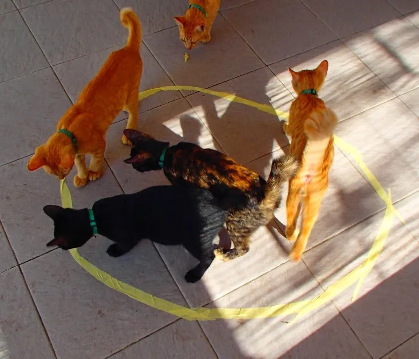 New Internet Sensation – “Cat Circles”
