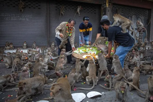 Lopburi locals provide a platter of fruits for the monkey population on November 27, 2022 in Lop Buri, Thailand. Lopburi holds its annual Monkey Festival where local citizens and tourists gather to provide a banquet to the thousands of long-tailed macaques that live in central Lopburi. (Photo by Lauren DeCicca/Getty Images)