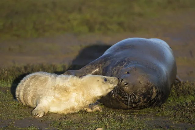 A Grey Seal pup and it's mothere lay in the grass at the Lincolnshire Wildlife Trust's Donna Nook nature reserve on November 24, 2014 in Grimsby, England. (Photo by Dan Kitwood/Getty Images)