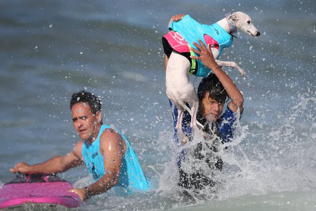 A man lifts a dog out of the surf during the Surf City Surf Dog competition in Huntington Beach, California, U.S., September 25, 2016. (Photo by Lucy Nicholson/Reuters)