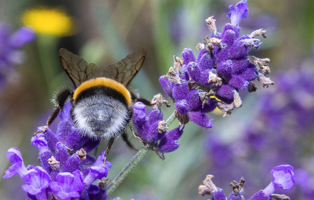 A bumblebee collects pollen on a lavender plant in Pokrent, Germany on July 23, 2020. The hymenoptera (a group comprising bees, wasps and sawflies) has an average life expectancy of 28 days. (Photo by Jens Büttner/dpa-Zentralbild/dpa)