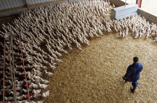 Ducks are seen inside a poultry farm in Castelnau-Tursan, France on January 24, 2023. (Photo by Stephane Mahe/Reuters)