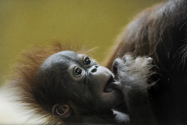 Ember, Cheyenne Mountain Zoo's new baby Bornean orangutan, sucks on her thumb while in the arms of her mother, 18-year-old Hadiah, Thursday, December 11, 2014, in Colorado Springs, Colo. Ember, whose name was announced Tuesday, was born on October 29 at the zoo. Her name means bucket in Indonesian and Malaysian, an allusion to the way keepers reintroduced the baby to her mother after caring for them separately for a time. (Photo by Michael Ciaglo/AP Photo/The Colorado Springs Gazette)