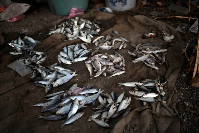 Fish set up for sale at a street stand after Hurricane Matthew in Les Anglais, Haiti, October 13, 2016. (Photo by Andres Martinez Casares/Reuters)
