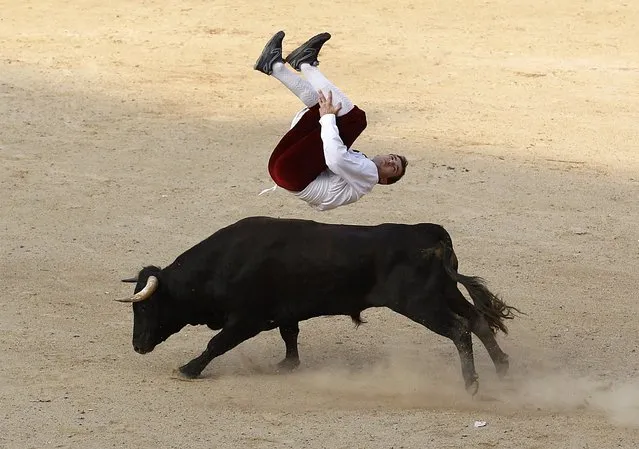 A Spanish recortador jumps over a bull during a show in Cali December 21, 2014. (Photo by Jaime Saldarriaga/Reuters)