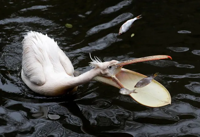 A pelican catches fish in a pond at closed Prague Zoo amid coronavirus disease (COVID-19) restrictions in Prague, Czech Republic, November 10, 2020. The zoo offers meal vouchers for people to contribute to feed its animals as a part of a fundraising project during lockdown. (Photo by David W. Cerny/Reuters)