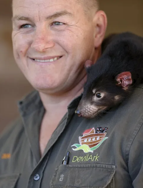 A Tasmanian Devil joey sits on the shoulder of Devil Ark manager Dean Reid as he prepares a shipment of healthy and genetically diverse devils to the island state of Tasmania, at the Devil Ark sanctuary in Barrington Tops on Australia's mainland, November 17, 2015. (Photo by Jason Reed/Reuters)