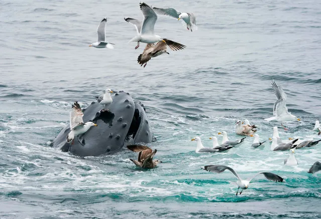 A gull stands on the rostrum of a feeding humpback whale  hoping to snatch a sand eel missed by the feeding humpback in the Stellwagen Bank National Marine Sanctuary May 10, 2018 near Gloucester, Massachusetts. The humpbacks were feeding on sand eels by utilizing the bubble net method to trap the eels and then swimming up through it with their mouths open. (Photo by Don Emmert/AFP Photo)