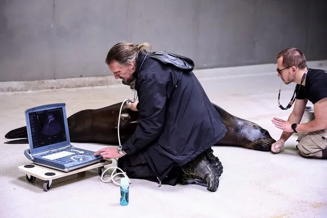 Veterinarian Alexis Lecu (L) and healer Yohan Chazelas (R) perform an ultrasound with Nora, a 140 kg and almost 13-year-old sea lion (otaria flavescens), who is seven months pregnant, in order to check the progress of the gestation for a second birth expected in July at the Parc Zoologique de Paris on May 18, 2023. Nora was born in Valencia (Spain) and arrived in Paris on April 2014. (Photo by Anne-Christine Poujoulat/AFP Photo)