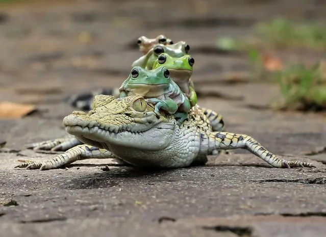 A series of photos show the frogs approaching the reptile and forming an orderly single file queue. They then hop on board one by one, until all five are sitting on the animal’s back. (Photo by Tanto Yensen/Media Drum World Photo Agency)