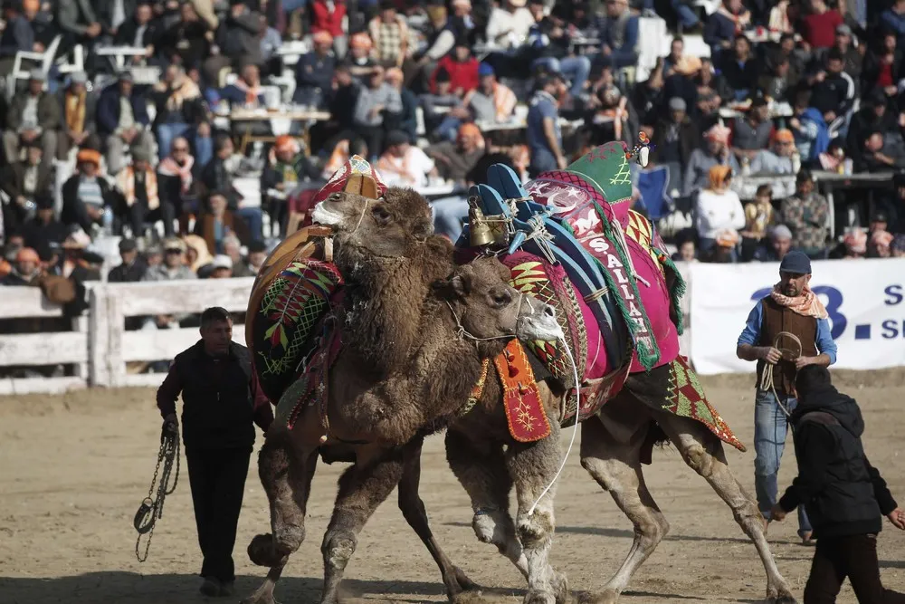 The Selcuk-Efes Camel Wrestling Festival in Turkey