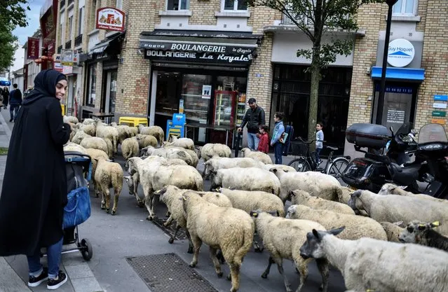 A herd of sheep walks past residents and shops in Aubervilliers, north of Paris, on June 13, 2018 as part of a cattle drive. (Photo by Stephane De Sakutin/AFP Photo)
