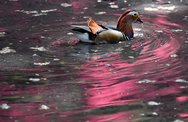 Spring blossom colours are reflected in water as a duck swims at Richmond Park in London, Britain on May 14, 2023. (Photo by Toby Melville/Reuters)