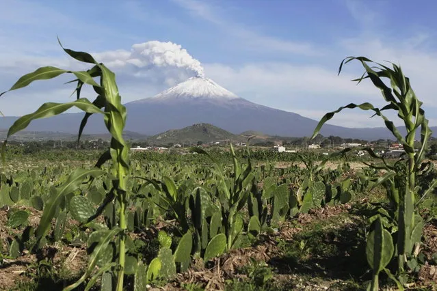 The snow-covered Popocatepetl volcano spews a cloud of steam into the air in Puebla July 9, 2013. Mexican authorities raised the alert level for the Popocatepetl volcano on Saturday after an increased level of explosive activity belched ash over Mexico City and pushed international airlines to suspend flights.The alert level for the towering Popocatepetl volcano, located some 50 miles (80 km) to the southeast of the capital, was raised to yellow phase three from yellow phase two, Mexico's National Center for Disaster Prevention said in a statement. (Photo by Imelda Medina/Reuters)