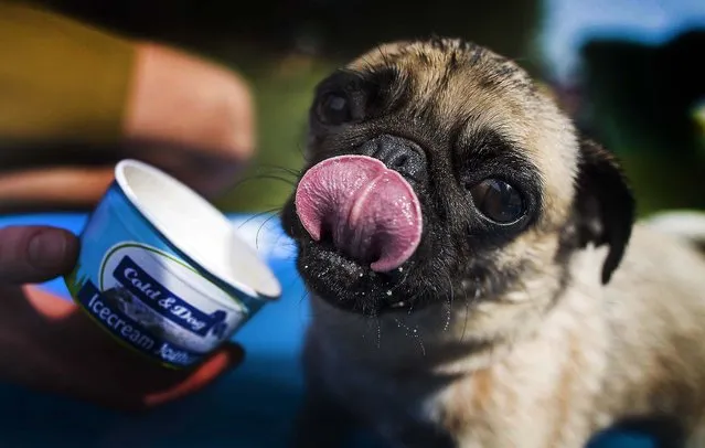 Coco gets to cool off with ice cream during the “4th International Pug Dog Meeting”, on August 3, 2013. (Photo by Gero Breloer/Associated Press)