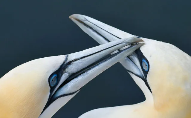 A picture taken on July 28, 2018 shows gannets' heads on the German island “Helgoland”, northern Germany. (Photo by Patrik Stollarz/AFP Photo)
